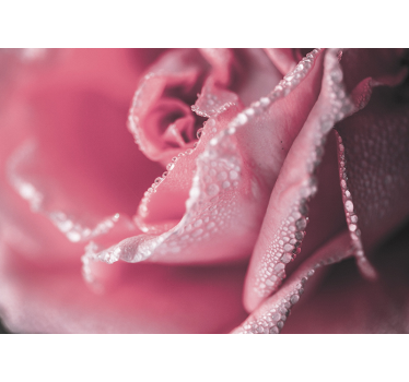 Pink rose flower wall mural - TenStickers