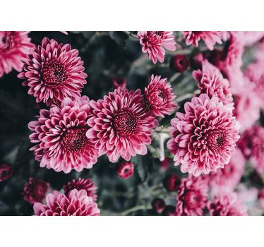 Beautiful pink flowers mural wallpaper - TenStickers