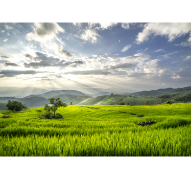Dawn on the fields landscape photo mural - TenStickers