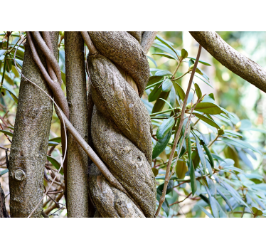 Twisted trees landscape wall mural - TenStickers