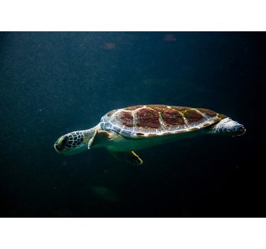 Master bedroom mural swimming sea turtle - TenStickers