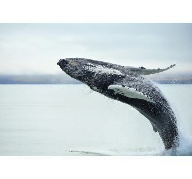 Humpback Whale wall mural - TenStickers