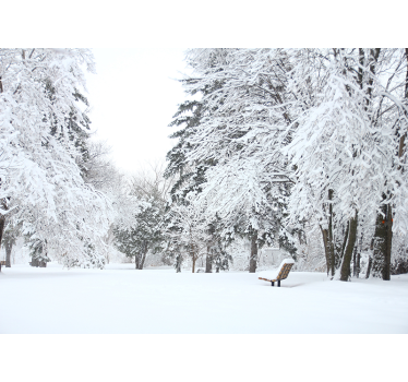 Snowing in forest forest mural wallpaper - TenStickers