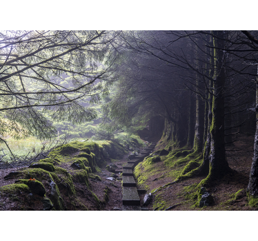 Dark forest Ireland forest mural wallpaper - TenStickers