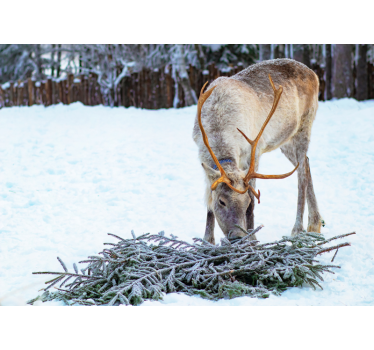 Reindeer in Snow animal wall mural - TenStickers