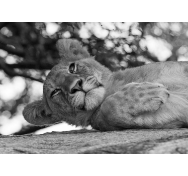 Lion mural majestic lion at rest - TenStickers