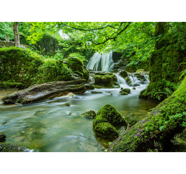 Tropical Rainforest tree wall mural - TenStickers