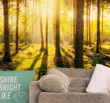 Amazing sunset in birch  forest mural wallpaper - TenStickers