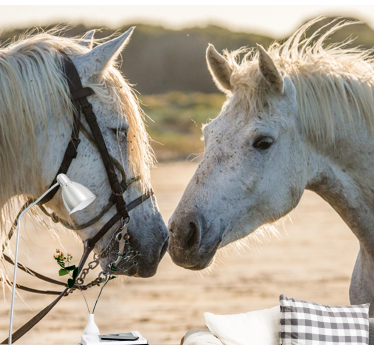 Two white horses mural wallpaper - TenStickers