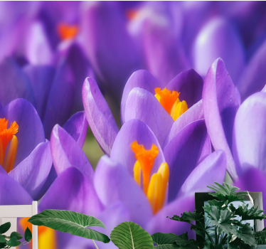 Wall mural purple crocus blooms - TenStickers