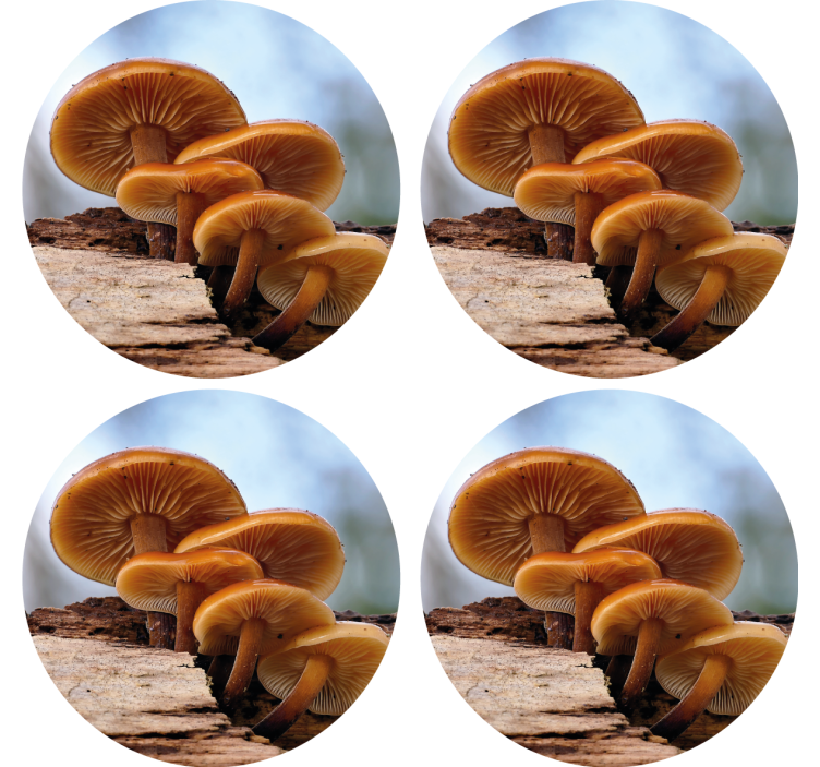 Orange peel wild mushroom more coasters - TenStickers