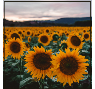 Personalizable coasters sunflower field image - TenStickers