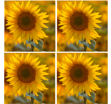 Modern coasters with bright sunflower design - TenStickers