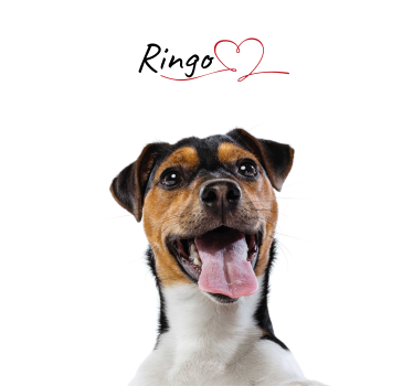 Custom dog love wall poster - TenStickers