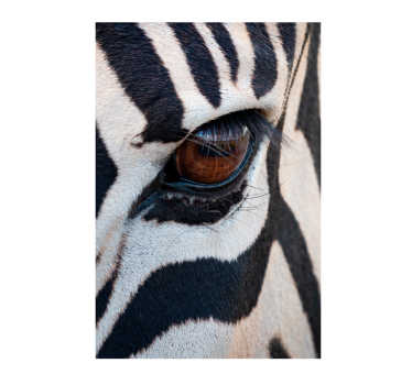 Zebra eyes animal poster - TenStickers