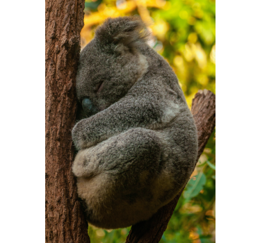 Koala is sleeping poster for teenager - TenStickers
