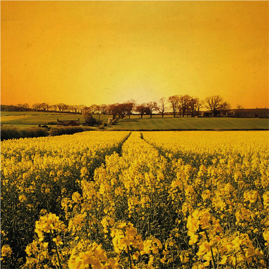 Living room poster yellow flowers field - TenStickers