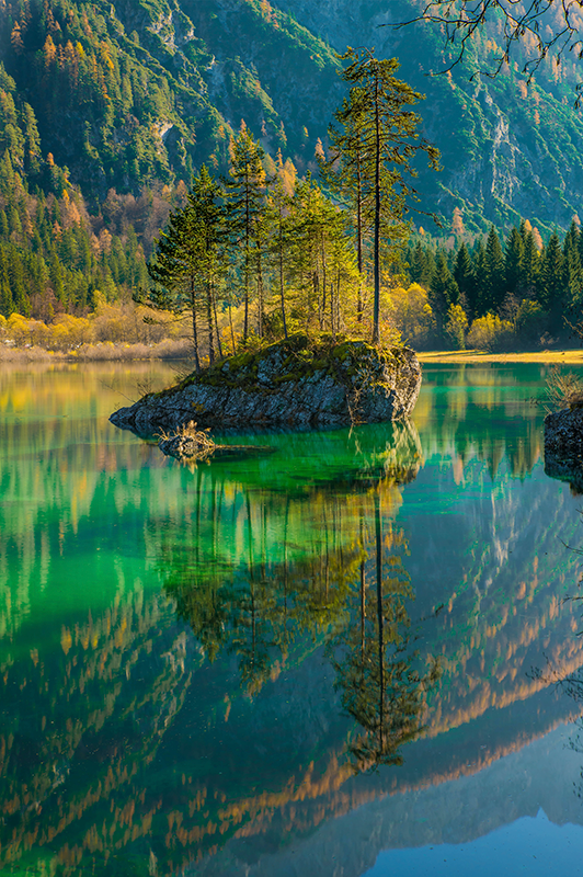 Tree poster reflecting nature's beauty - TenStickers