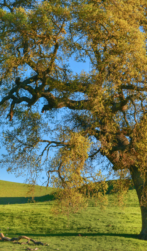 Tree poster 3d nature tree design - TenStickers