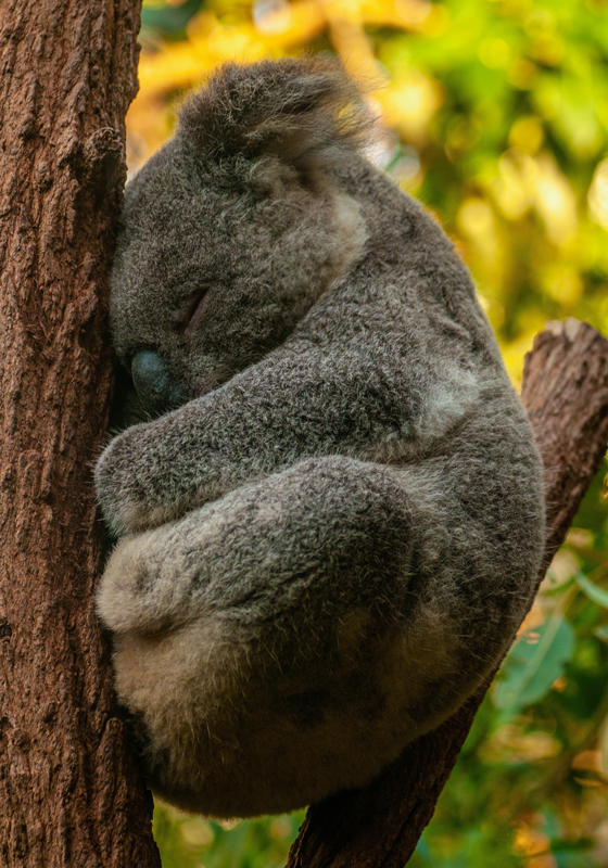 Koala is sleeping poster for teenager - TenStickers