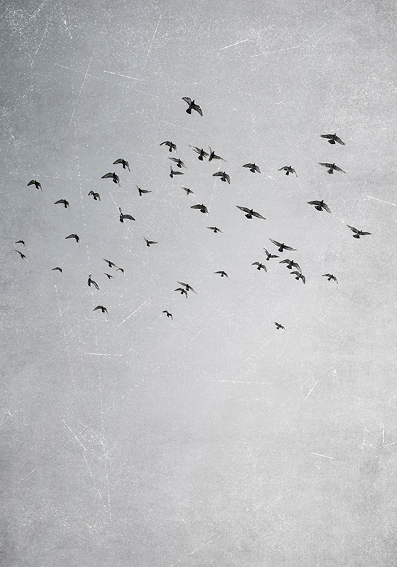 Birds flying animal wall poster - TenStickers