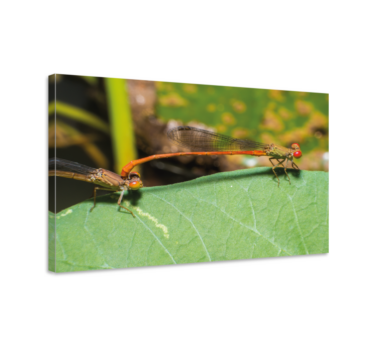 Dragonfly canvas pair of dragonflies - TenStickers
