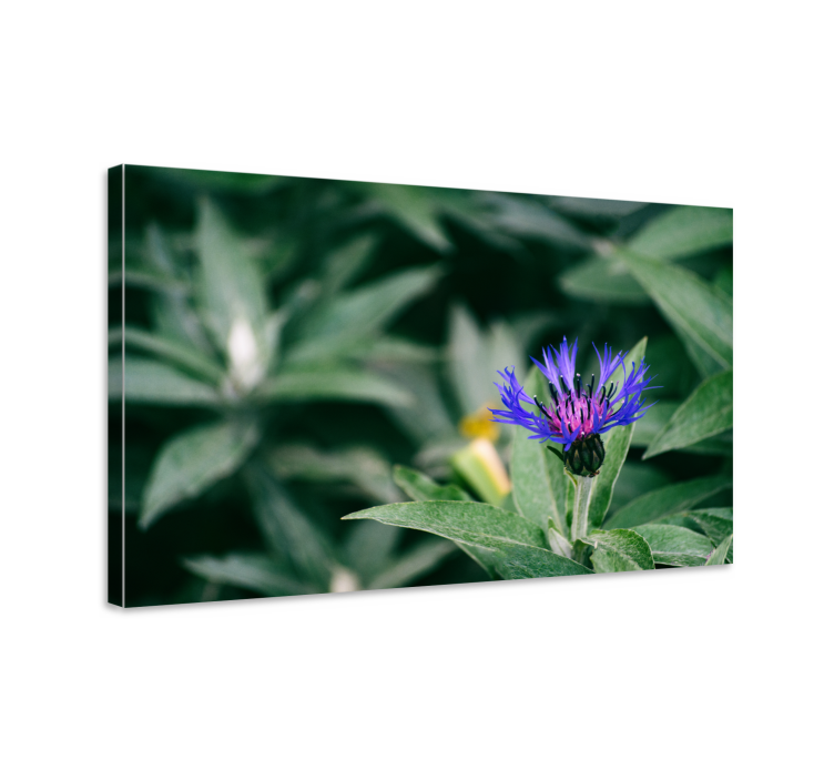 Flowers canvas delicate purple blossom - TenStickers