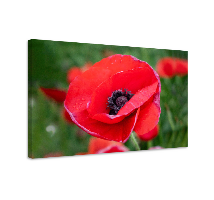 Flower canvas close-up poppy bloom - TenStickers
