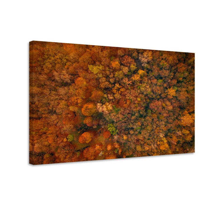 Tree canvas wall art autumn forest canopy - TenStickers
