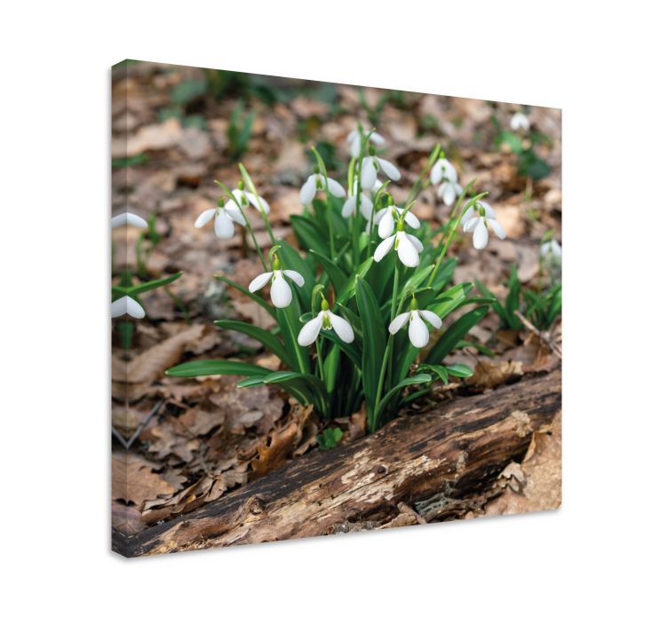 Flowers canvas snowdrop flower bloom - TenStickers