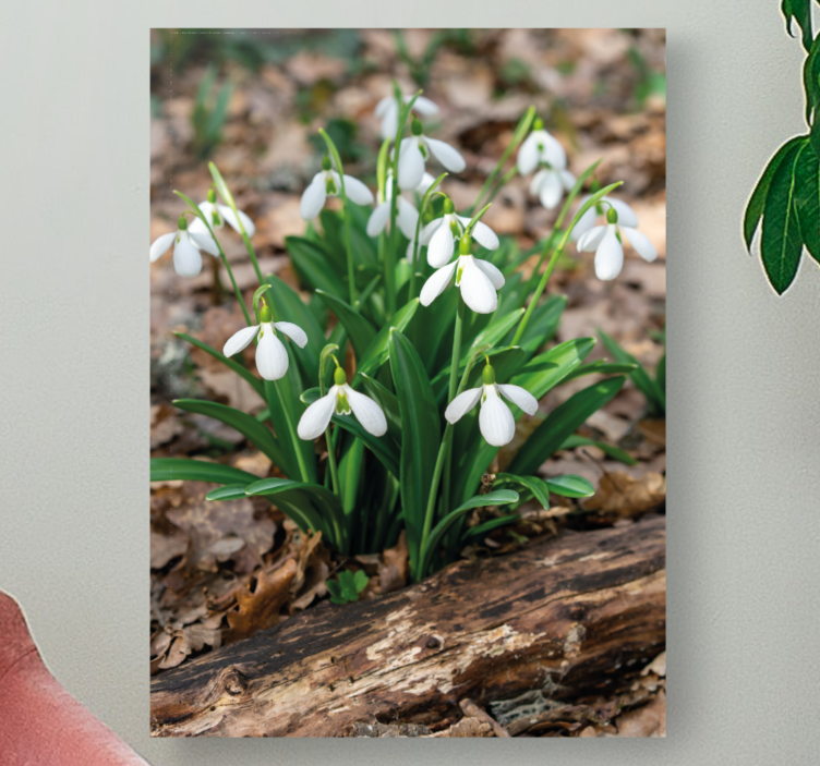 Flowers canvas snowdrop flower bloom - TenStickers