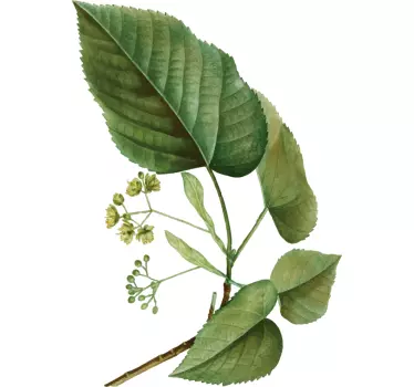 Leaf Linden plant wall decal - TenStickers