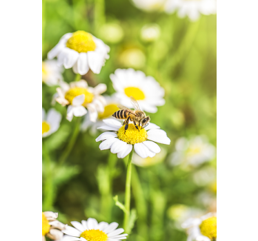 Bee pollination scene fridge sticker - TenStickers