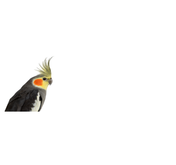 Cockatiel silhouette animal vinyl rug - TenStickers