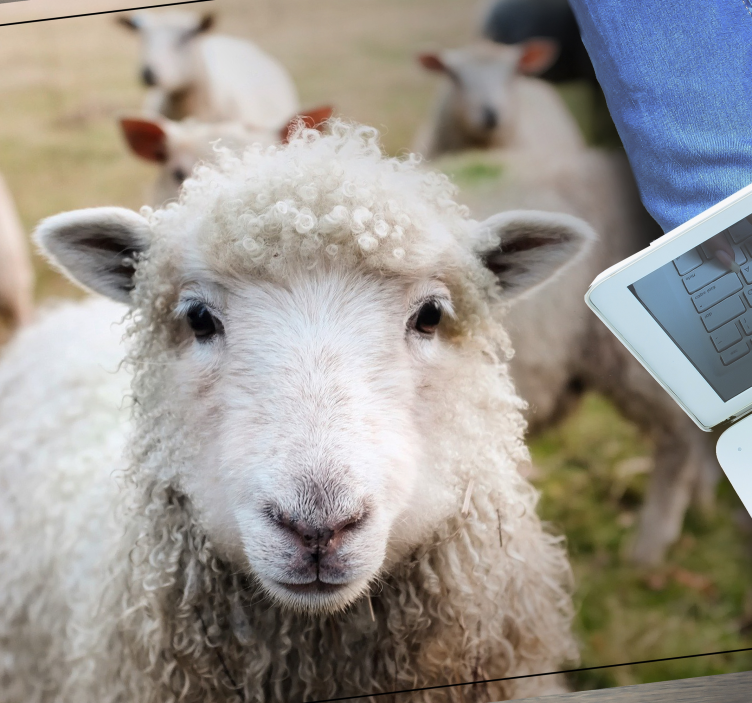 Curly shep face animal vinyl rug - TenStickers