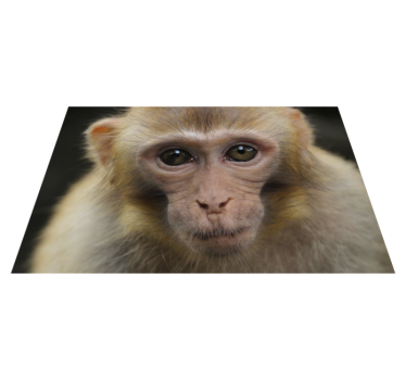 Realistic Monkey animal mat - TenStickers