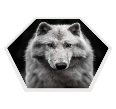 Alpha Wolf on black  animal mat - TenStickers