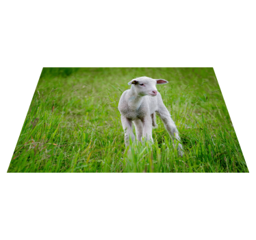 Animal cute lamb animal mat - TenStickers