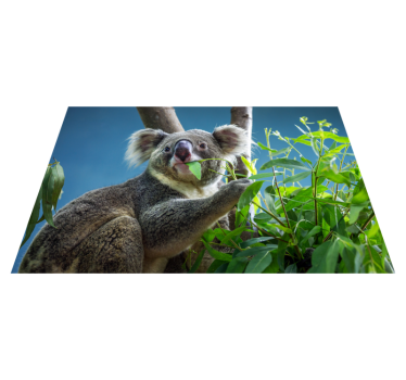 Animal cute koala bears animal mat - TenStickers