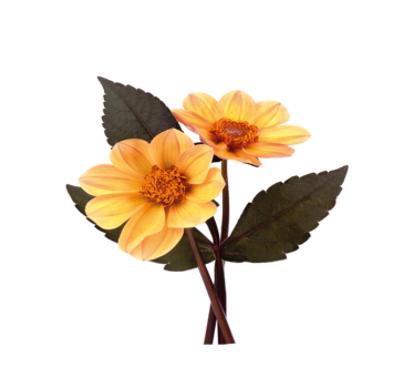 Yellow flowers and black leaves circular mat - TenStickers
