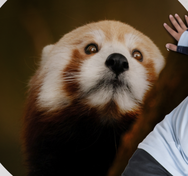 Animal cute red panda animal mat - TenStickers