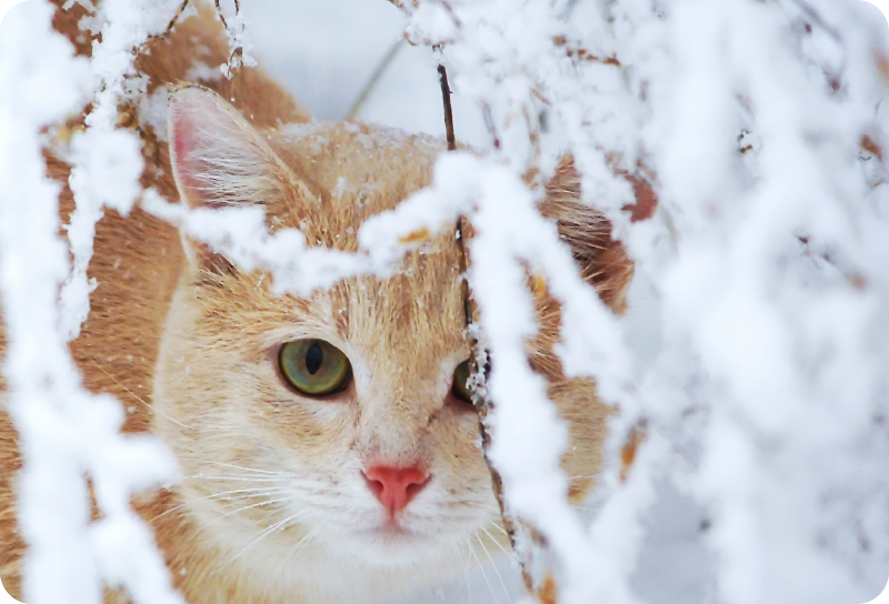 Animal vinyl rug cat under stalactites - TenStickers