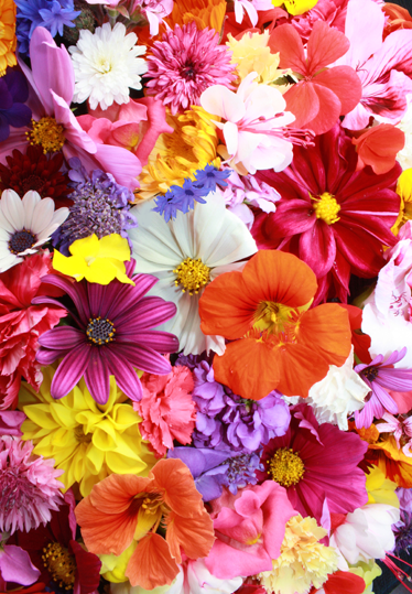 Flower vinyl rug with a variety of colorful blooms - TenStickers
