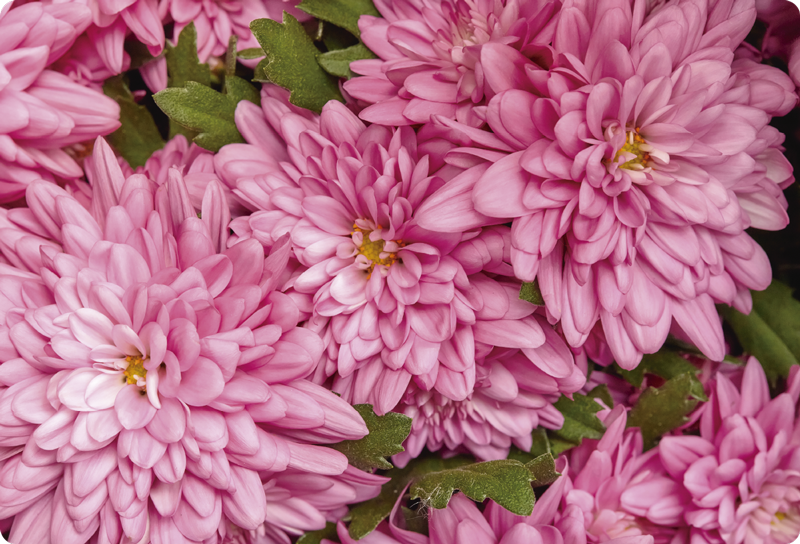 Flower vinyl rug in pink floral spring - TenStickers