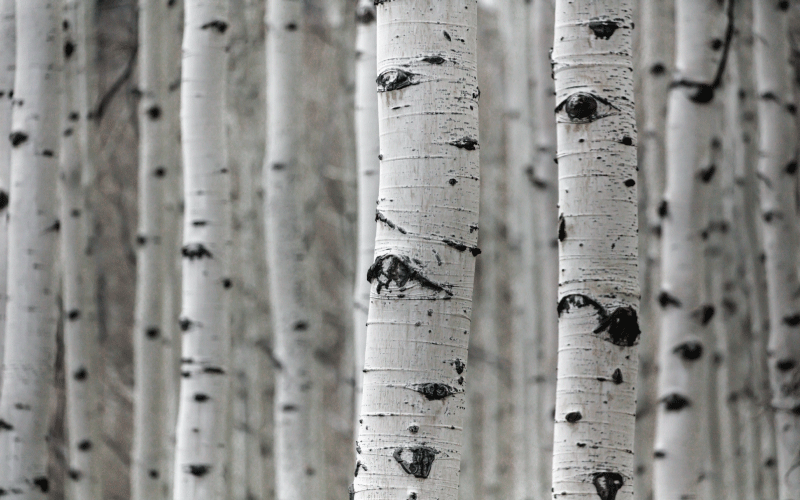 Flower vinyl rug birch forest scene - TenStickers