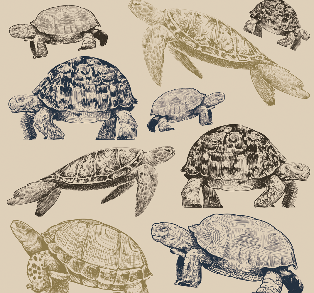Turtles on beige background animal vinyl rug - TenStickers