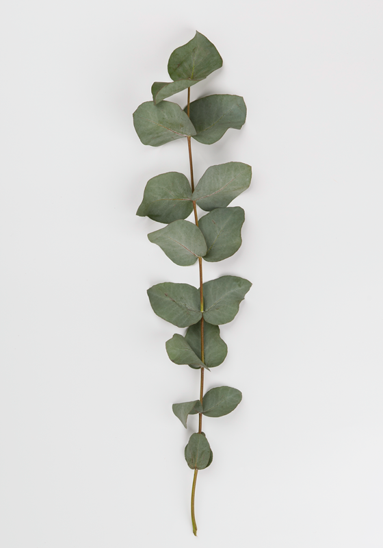 Flower vinyl rug eucalyptus leaves - TenStickers