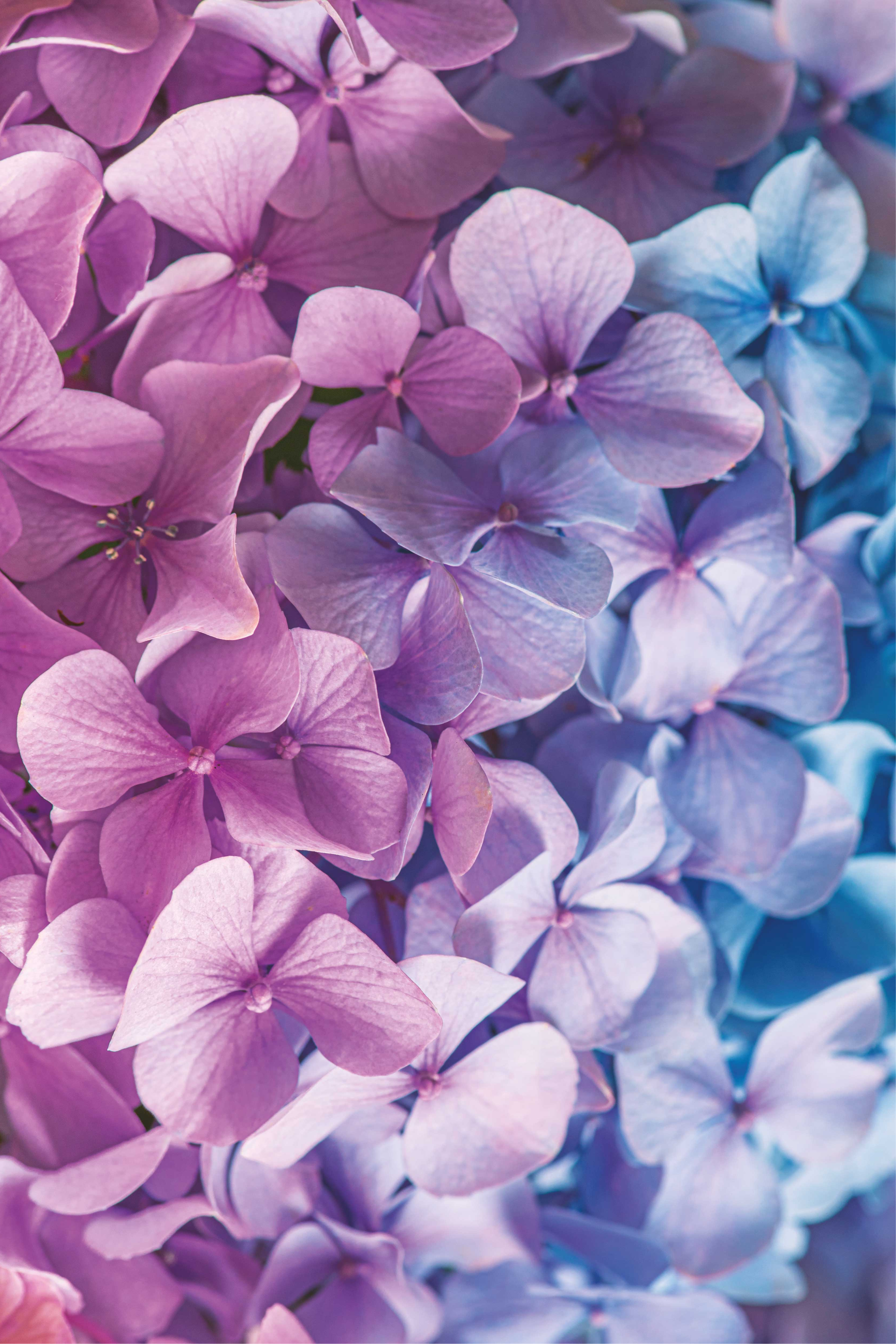 Purple vinyl rug with various hydrangea flowers - TenStickers