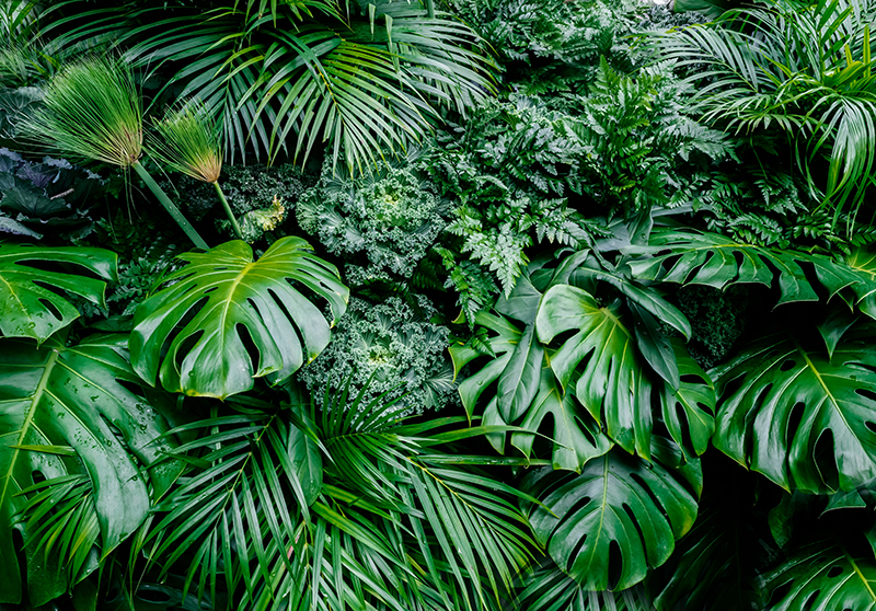 Green vinyl rug jungle in the sun - TenStickers