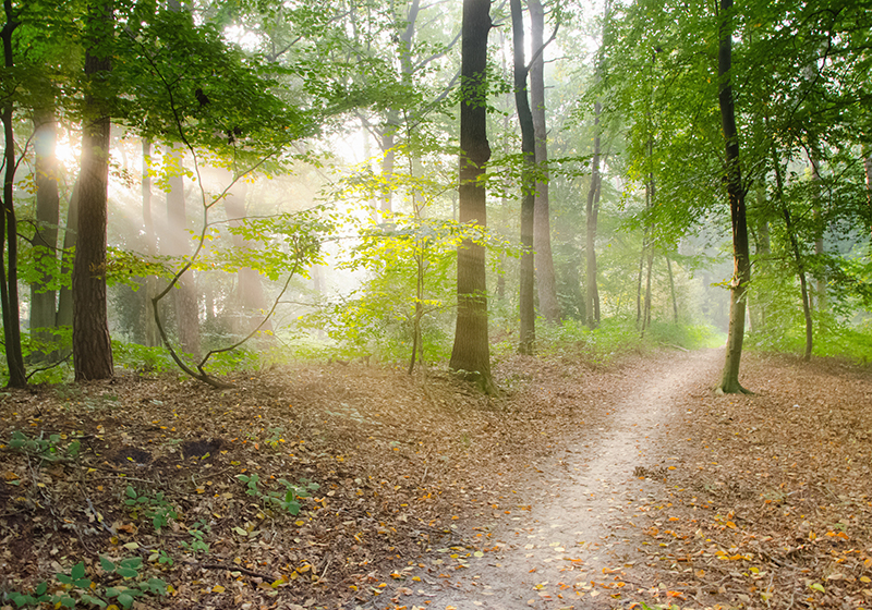 Green vinyl rug woodland trail calm - TenStickers